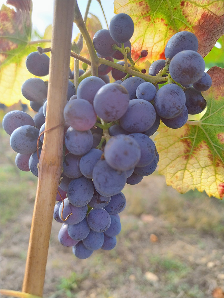 Duis magna augue, fermentum scelerisque iaculis ut, fermentum non ipsum.